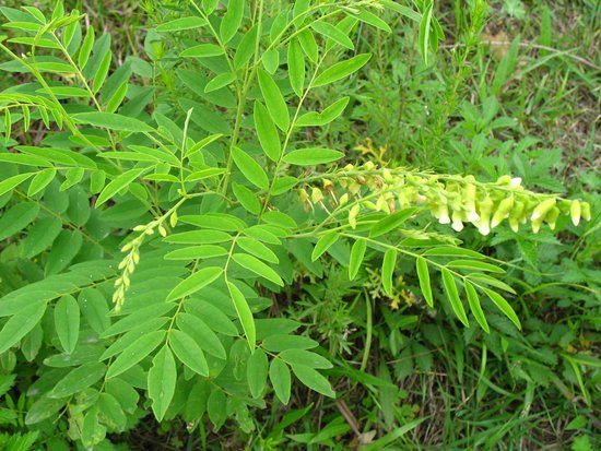 苦參植物