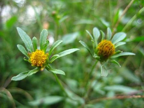 狼把草原植物