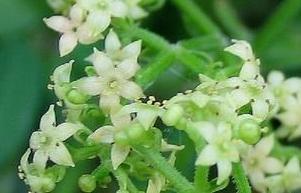 茜草原植物--花