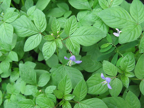 白花菜原植物