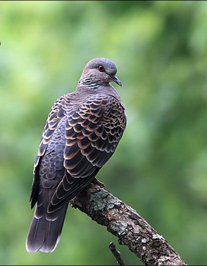 斑鳩原形態(tài)