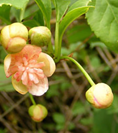 彩斑桑勒草原形態(tài)