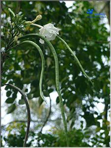 菜豆樹原生態(tài)