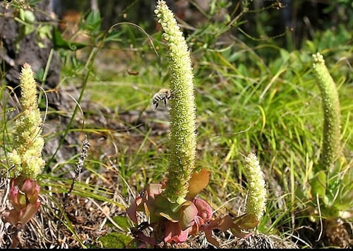 草蓯蓉原植物