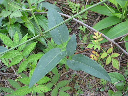 草威靈原植物