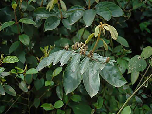 長葉山芝麻原態(tài)