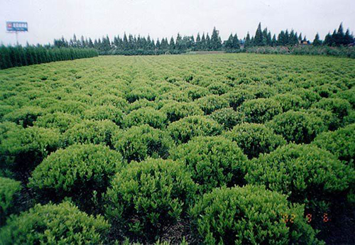 茶樹原生態(tài)