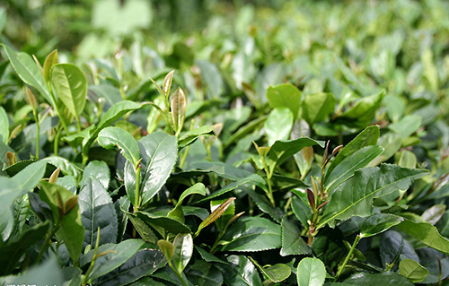 茶樹原形態(tài)