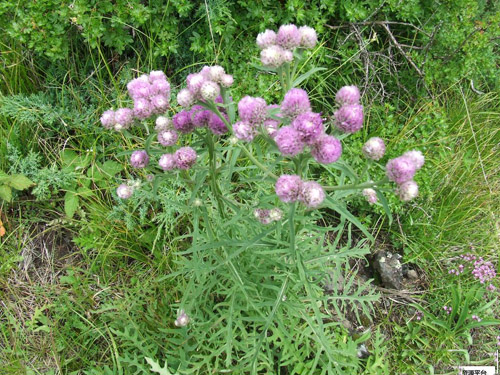 風(fēng)毛菊原生態(tài)