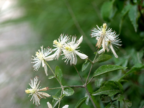 風(fēng)藤草根3