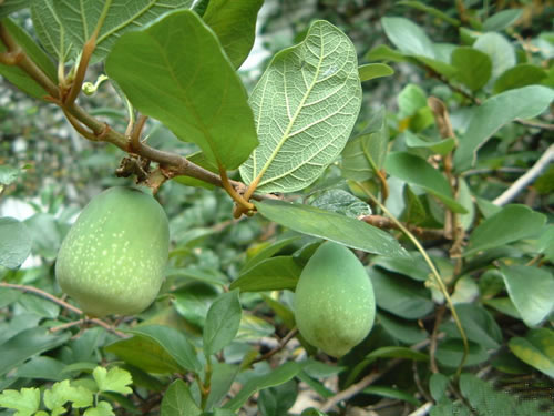 霹靂根原形態(tài)