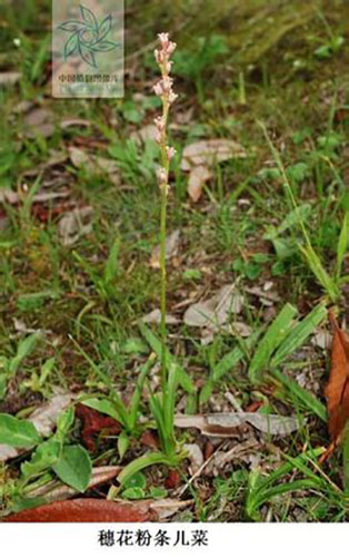 穗花粉條兒菜原形態(tài)