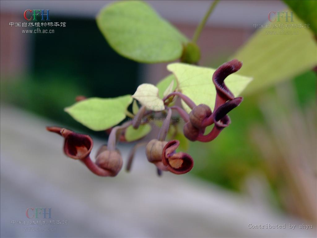 通城虎原生態(tài)