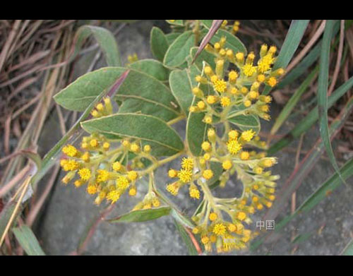 植物-白牛膽